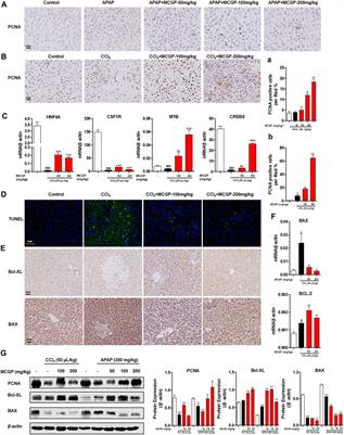 Methyl 6-O-cinnamoyl-α-d-glucopyranoside Ameliorates Acute Liver Injury by Inhibiting Oxidative Stress Through the Activation of Nrf2 Signaling Pathway